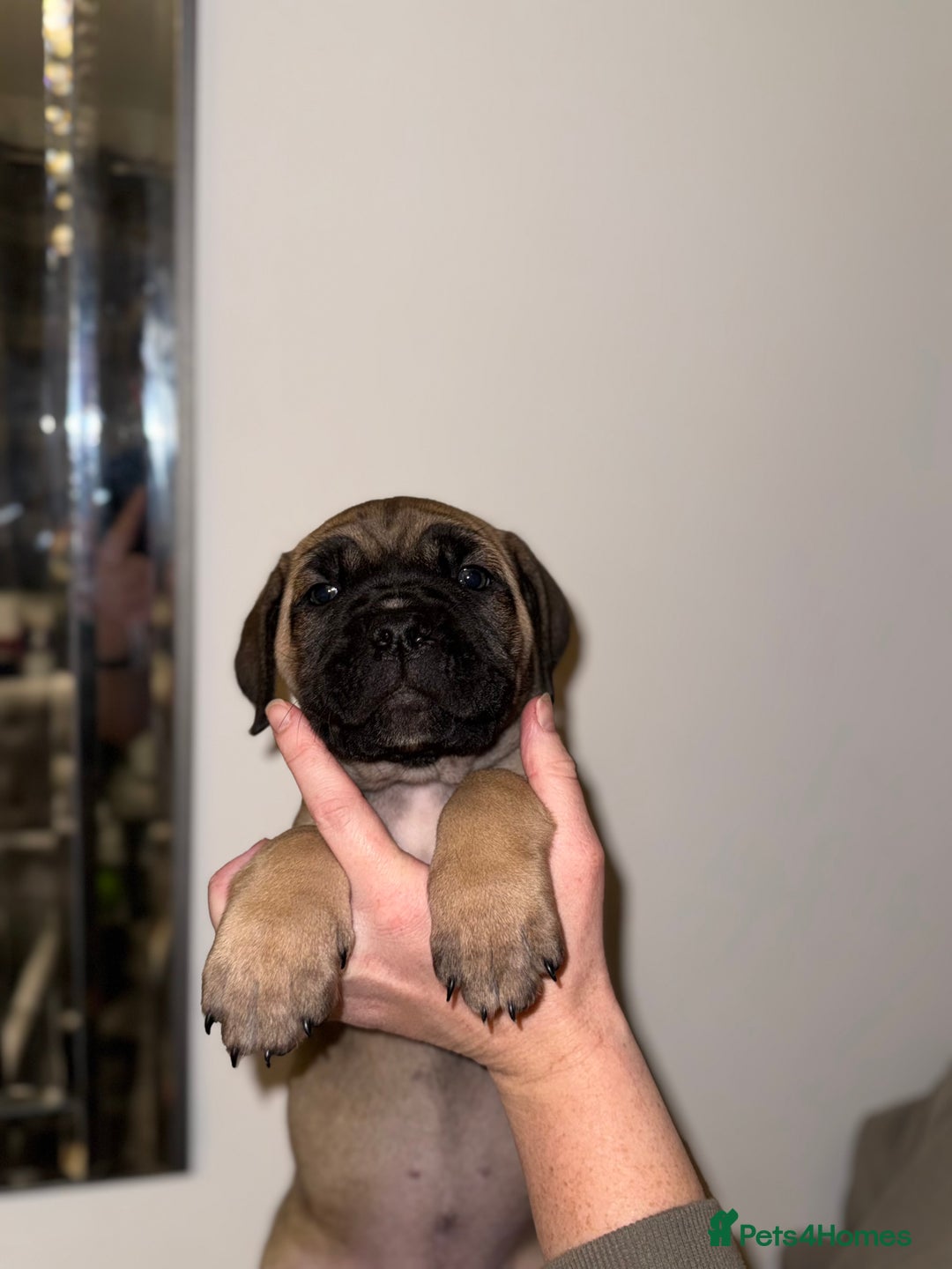 Cane Corso dogs for sale: Cane Corso puppies family reared no expense spared - Advert 25