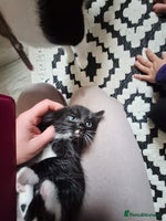 Mixed Breed cats - Advert 4