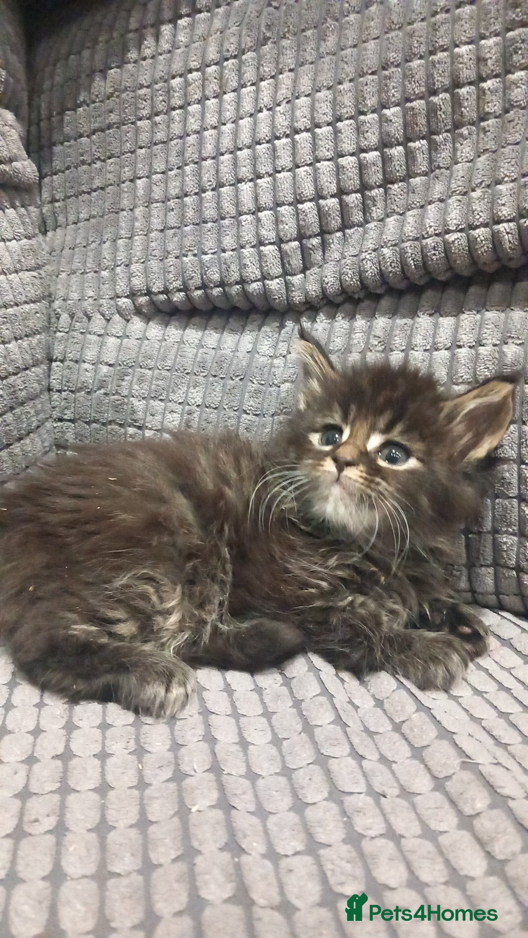 Maine Coon cats for sale: Beautiful Maine Coon kittens  - Advert 9