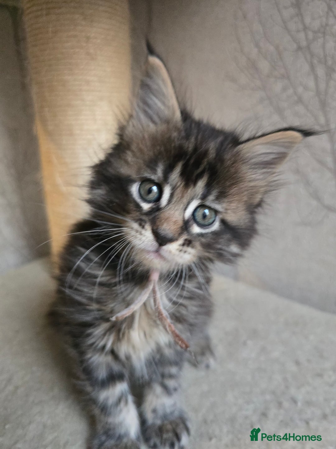 Maine Coon cats for sale: Beautiful TICA Pedigree Maine Coon Kittens - Advert 24