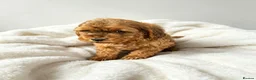 Cockapoo dogs for sale: F1 Showtype Cockapoo - Advert 22