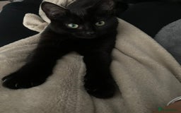 Mixed Breed cats for sale: Black female cat  - Advert 2