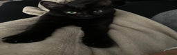 Mixed Breed cats for sale: Black female cat  - Advert 2