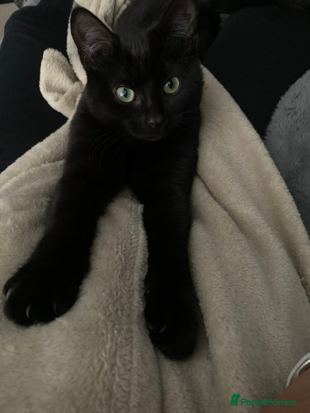 Mixed Breed cats for sale: Black female cat  - Advert 2