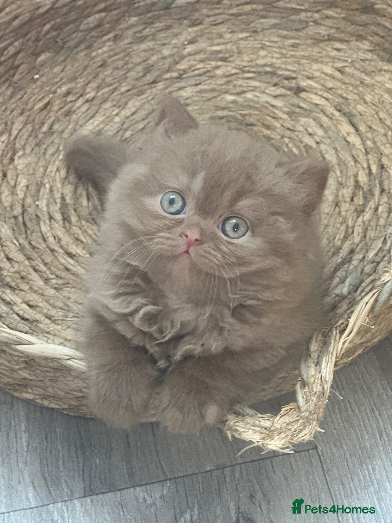 British Shorthair cats Champion British Shorthair kittens  - Advert 6