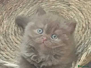 British Shorthair cats Champion British Shorthair kittens - Advert 6
