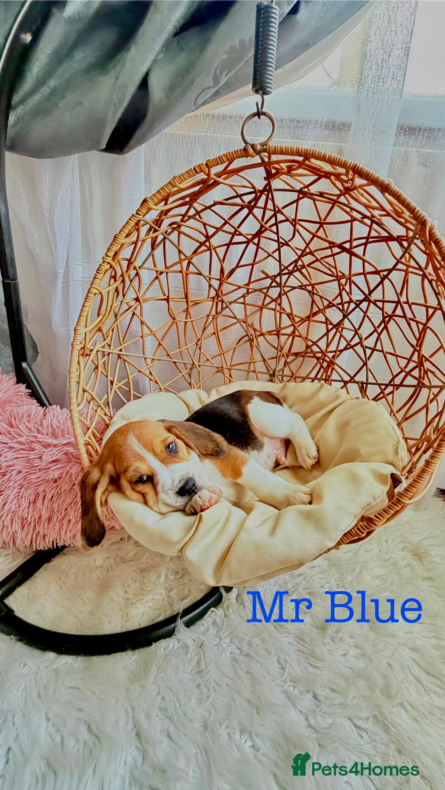 Beagle dogs 💞BEAUTIFUL BEAGLE PUPPIES 💞 - Advert 2