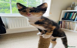 Domestic Shorthair cats for sale: Ragdoll Cross X DSH - Image 17