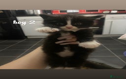 Mixed Breed cats for sale: beautiful kittens for sale(deposit required) - Image 7