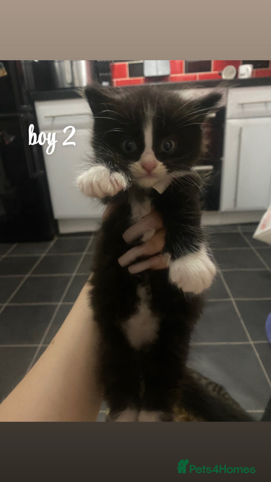 Mixed Breed cats for sale: beautiful kittens for sale(deposit required) - Image 7
