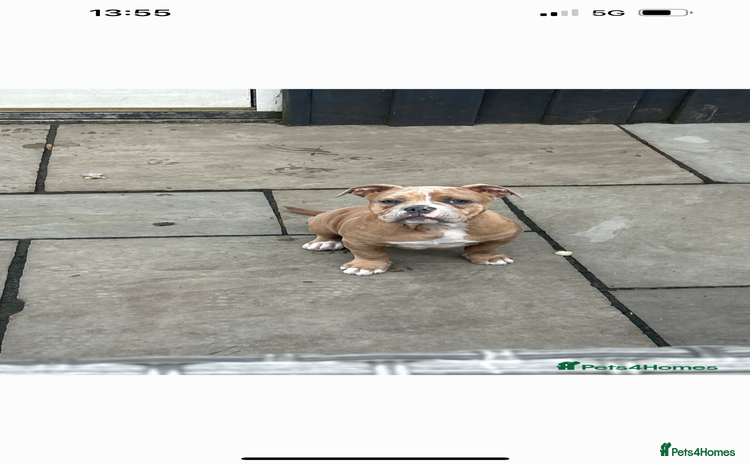 Olde English Bulldogge dogs in Southampton - Advert 5