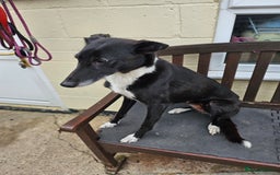 Mixed Breed dogs for sale: Lurcher puppies for sale - Image 15