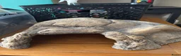 Mixed Breed reptiles for sale: Different reptiles for sale - Advert 7