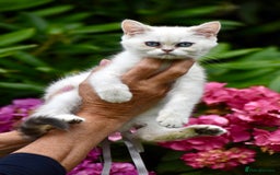 British Shorthair cats for sale: Champion sired Golden Colourpoint Kittens  - Image 23