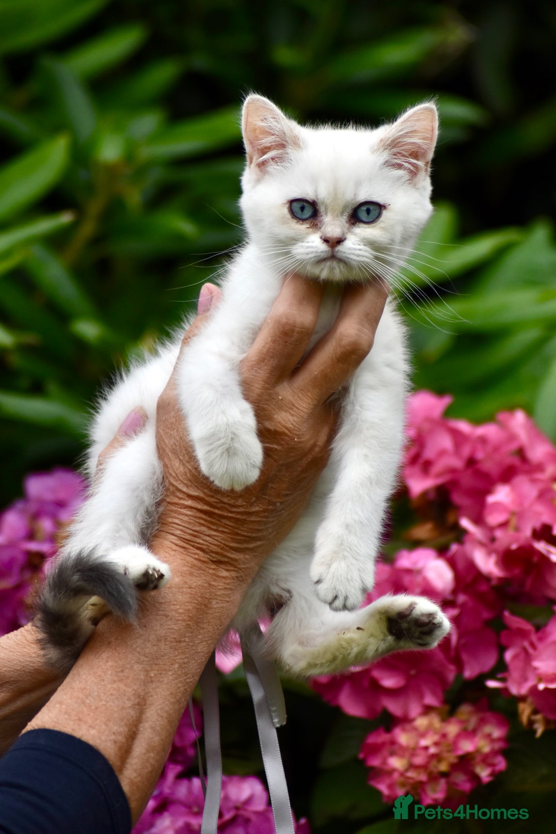 British Shorthair cats for sale: Champion sired Golden Colourpoint Kittens  - Image 23