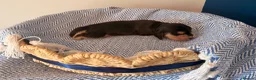 Cocker Spaniel dogs for sale: Outstanding KC registered Cocker Spaniel Puppies  - Advert 17