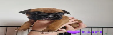 Boxer 4