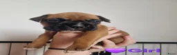Boxer dogs for sale: Beautiful Pedigree Boxer Puppies - Advert 13
