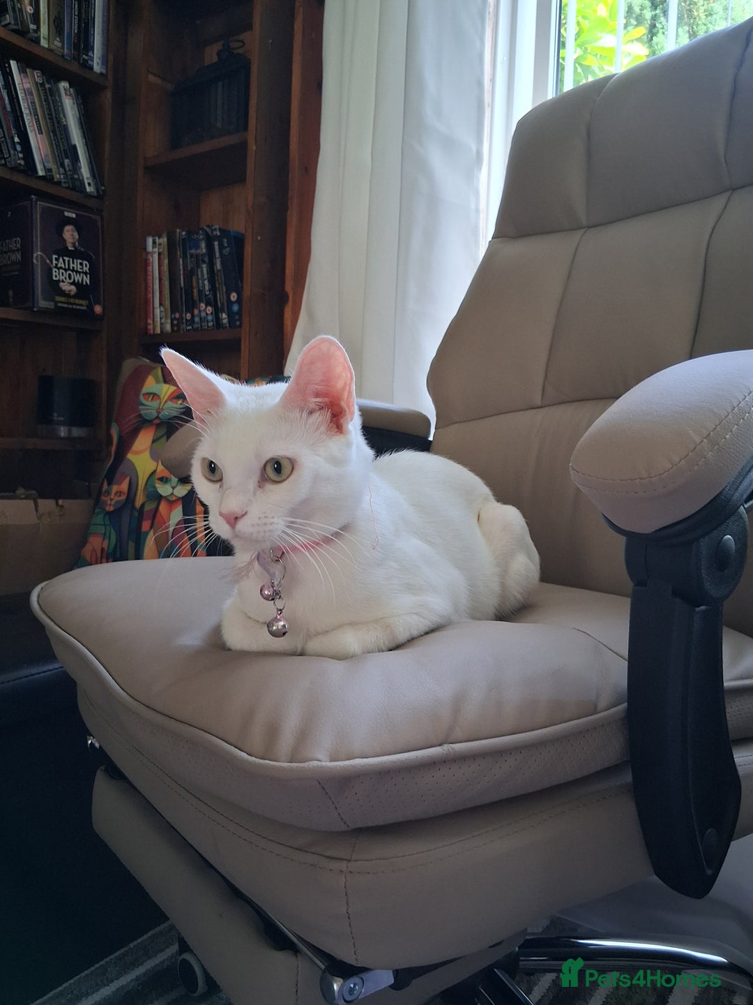 Khao Manee cats for sale: Khao Manee Diamond Eye cat White all over - Image 1