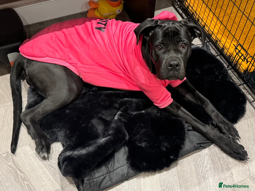 Cane Corso dogs for sale: 8 month old female cane corso - Advert 4