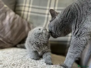 Scottish Fold cats 🐾 2 girls left £350🐾 - Advert 1