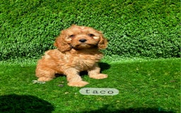 Cavapoo dogs for sale: Ready soon, TOY F1 RED CAVAPOOS DNA CLEAR - Image 19