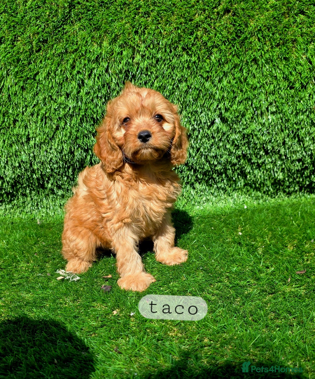 Cavapoo dogs for sale: Ready soon, TOY F1 RED CAVAPOOS DNA CLEAR - Image 19