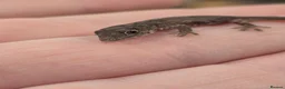Gecko reptiles for sale: Chameleon Gecko bauers  in Thame - Advert 2