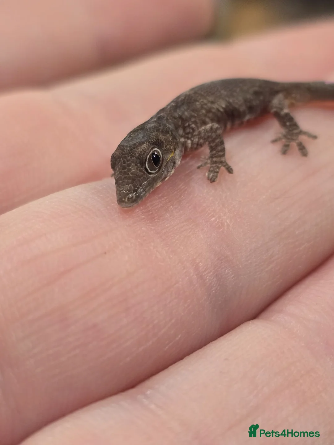 Gecko reptiles for sale: Chameleon Gecko bauers  in Thame - Advert 2