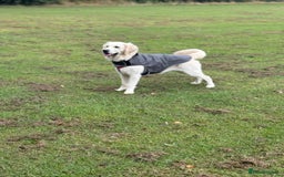 Golden Retriever dogs for sale: KC English Cream Golden Retriver puppy’s  in Sleaford - Image 8