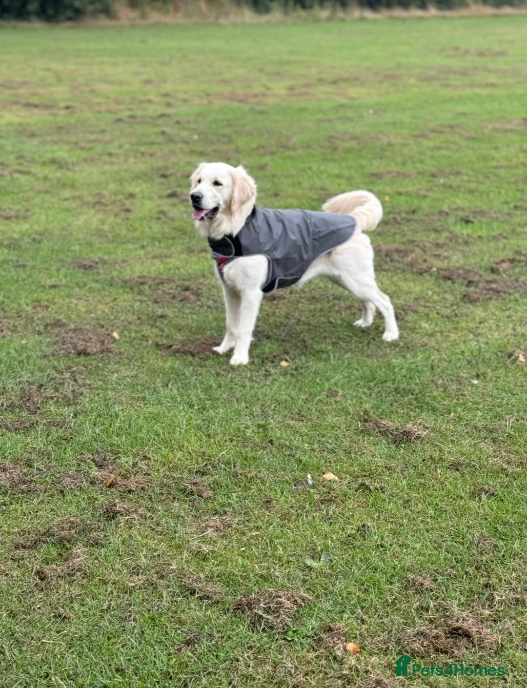 Golden Retriever dogs for sale: KC English Cream Golden Retriver puppy’s  in Sleaford - Image 8