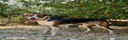 Mixed Breed dogs for adoption: 🐶Benji ,  the perfect pack companion 😍  - Advert 4