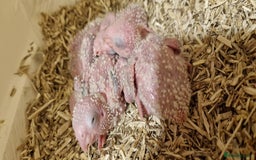 Conures birds for sale: Beautiful fully hand reared conure baby's  - Advert 5