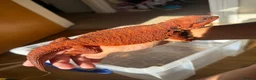 Bearded Dragon reptiles for sale: Red monster bearded dragon.  - Advert 4