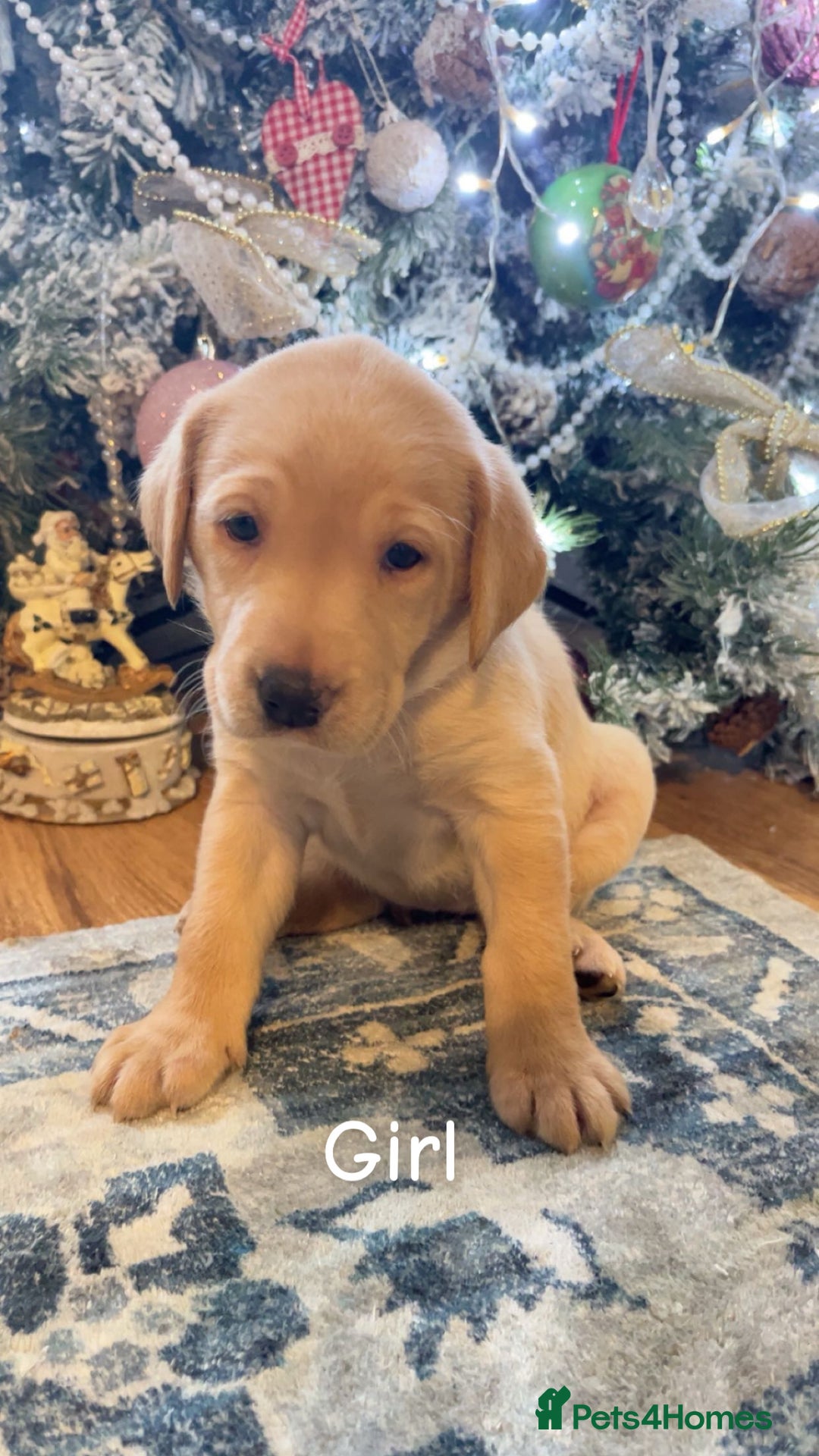 Labrador Retriever dogs for sale: Puppies for sale  - Advert 9