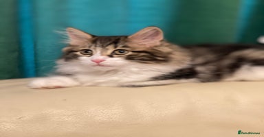 Kurilian Bobtail cats - Advert 8