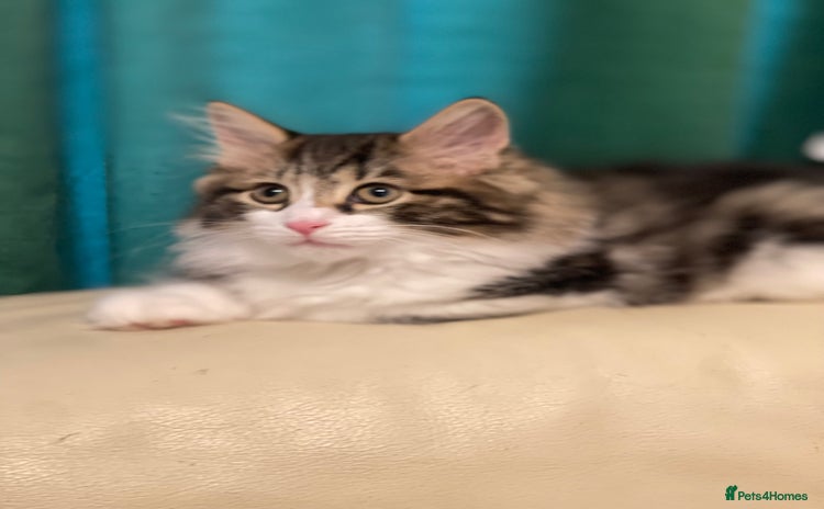 Kurilian Bobtail cats - Advert 1