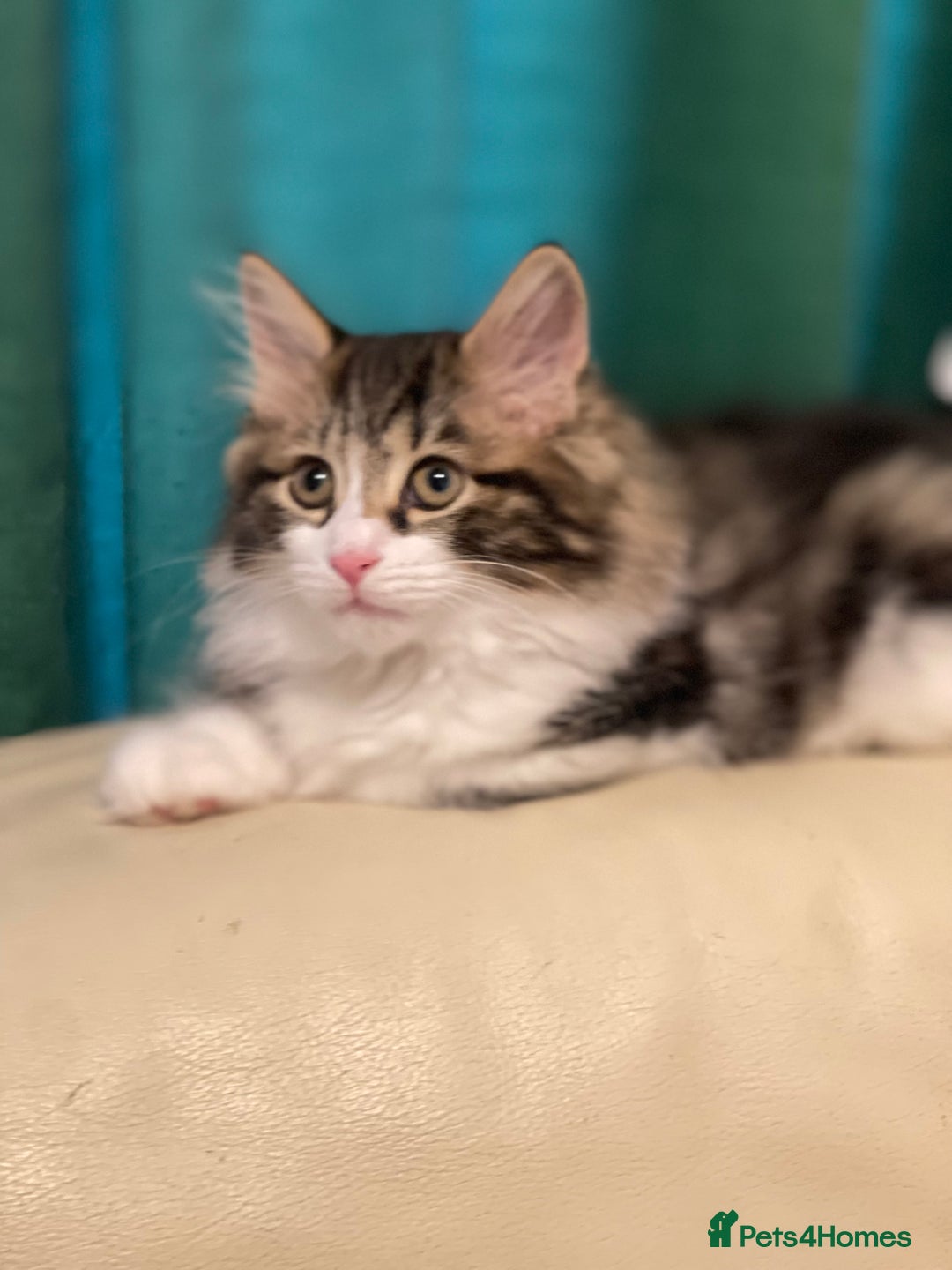 Kurilian Bobtail cats for sale: Reserved Kurilian Bobtail  kitten in spring  - Advert 6