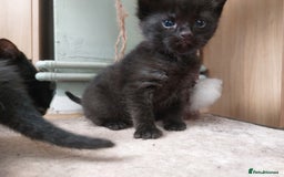 British Shorthair cats for sale: Black Kittens for sale  - Image 1