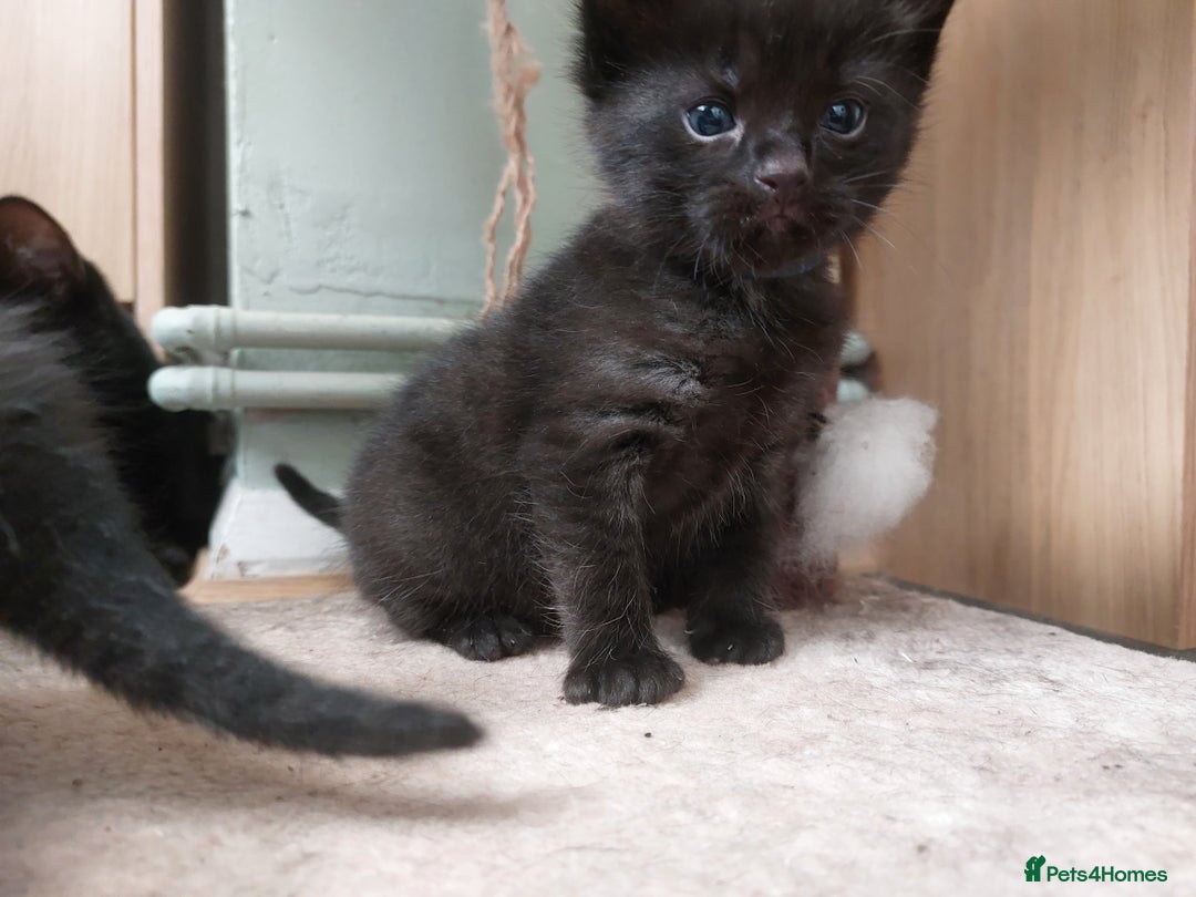 British Shorthair cats for sale: Black Kittens for sale  - Image 1