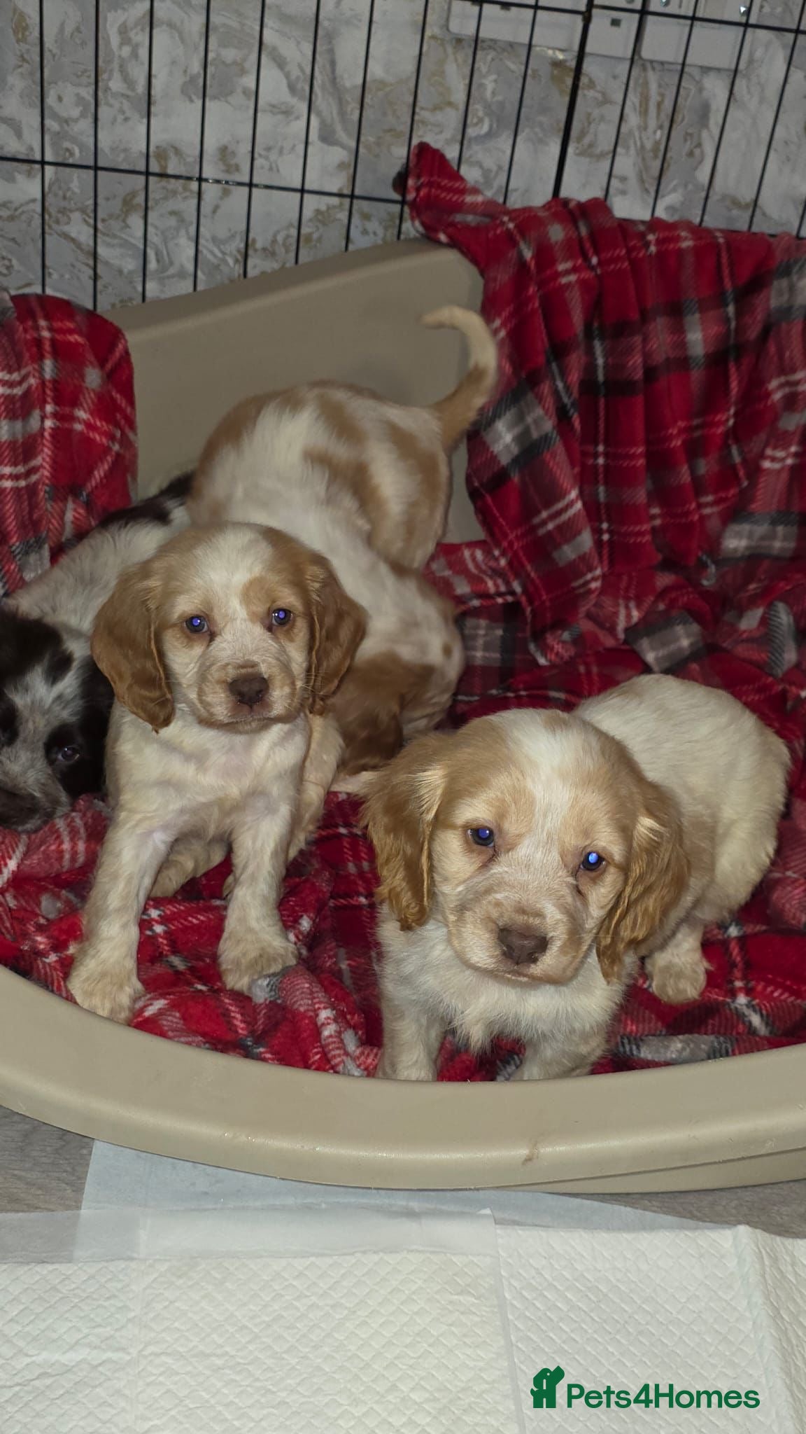 Cocker Spaniel dogs Cocker spaniel puppies  - Advert 6