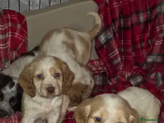 Cocker Spaniel dogs Cocker spaniel puppies - Advert 7