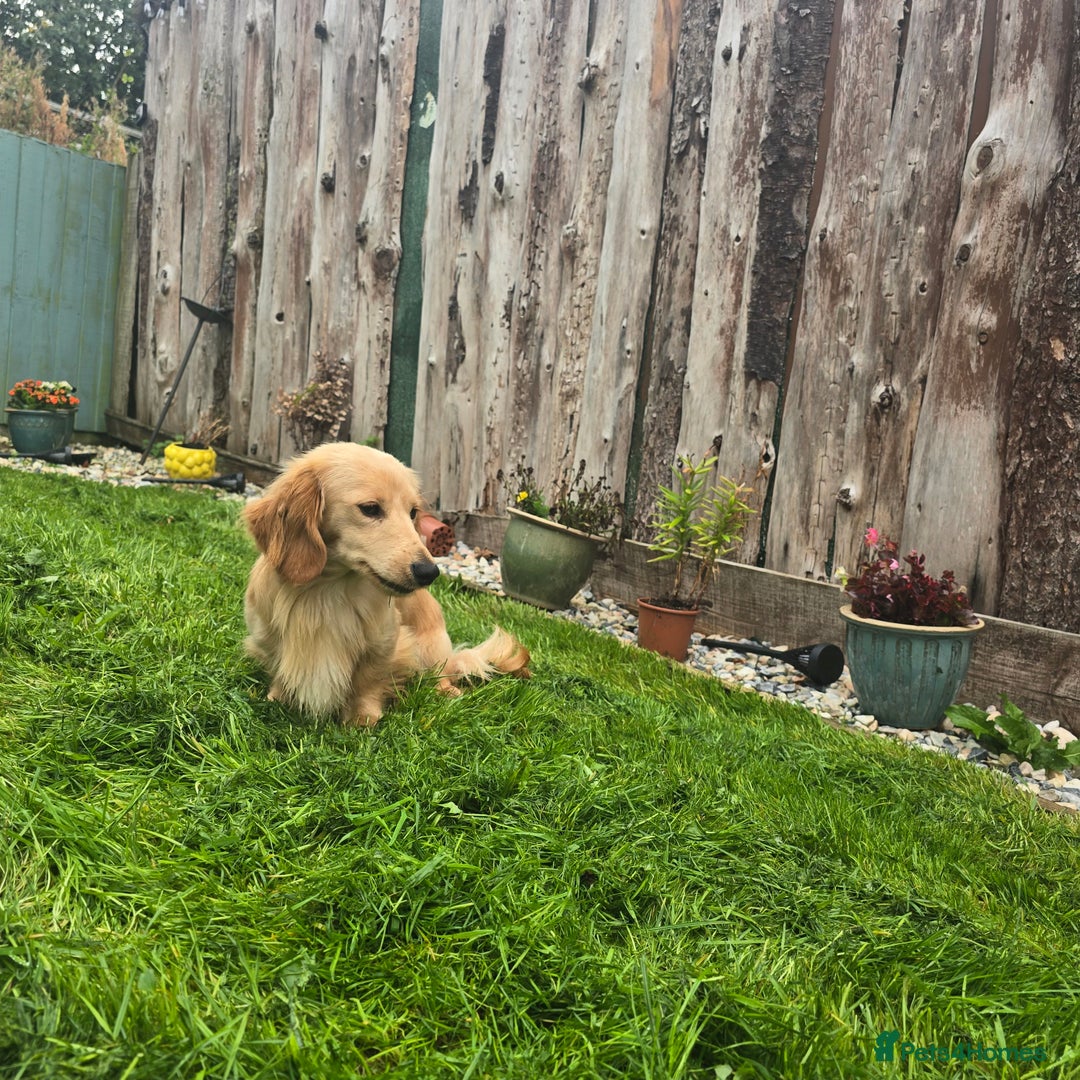 Miniature Dachshund dogs for sale: Kc registered cream dog  - Advert 4