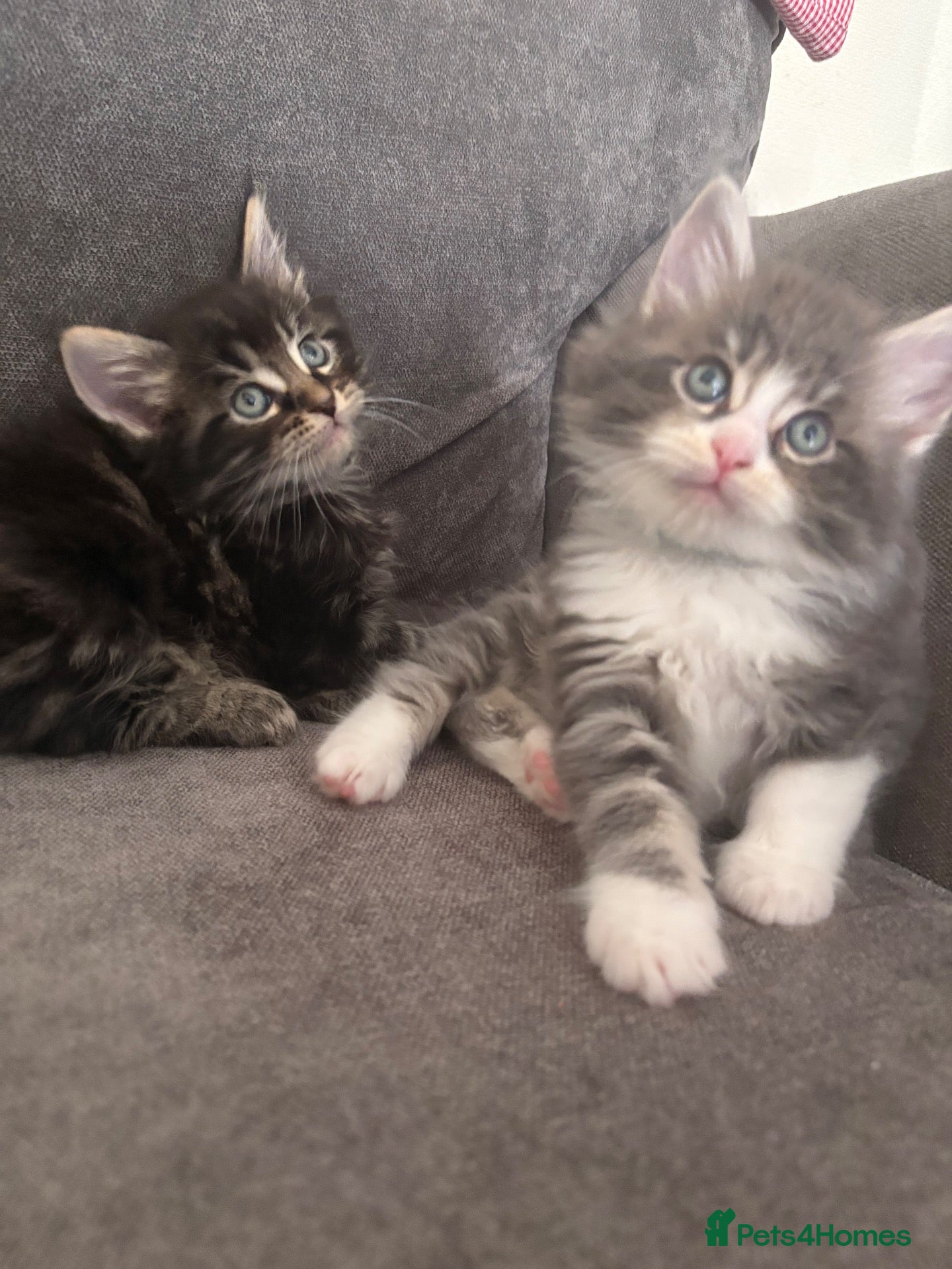 Maine Coon cats Maine coon kittens  - Advert 1