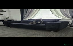 Staffordshire Bull Terrier dogs for sale: Blue staffordshire bull terrier puppies - Image 10