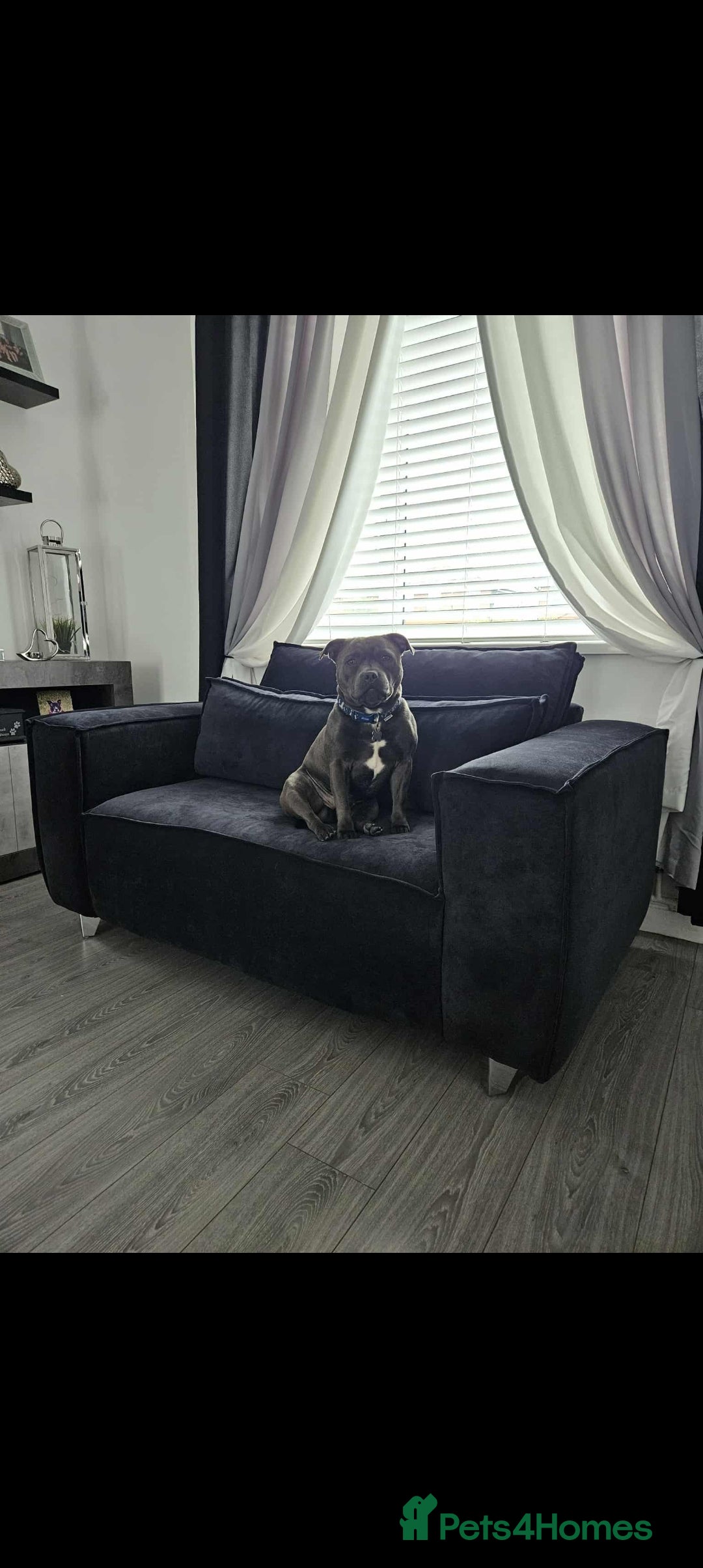 Staffordshire Bull Terrier dogs for sale: Blue staffordshire bull terrier puppies - Image 10