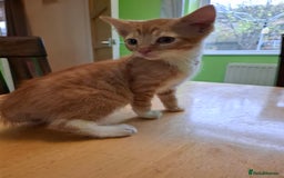 Mixed Breed cats for sale: 9 week old kittens available  - Image 20
