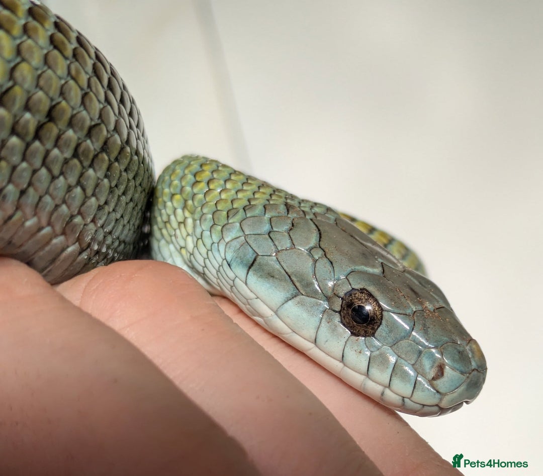 Rat Snake reptiles for sale: RARE baby captive bred japanese rat snake - Image 2