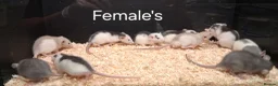 Rat rodents for sale: Baby Dumbo Rat's available, Males & Females  - Advert 8