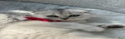 Scottish Fold cats for sale: Scottish fold - Advert 1